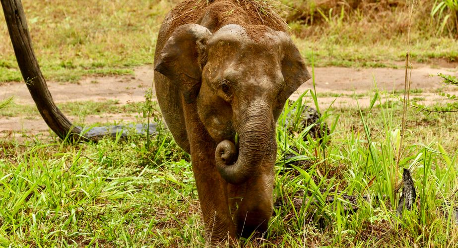 Olifant gespot in Yala Olifant gespot in Yala